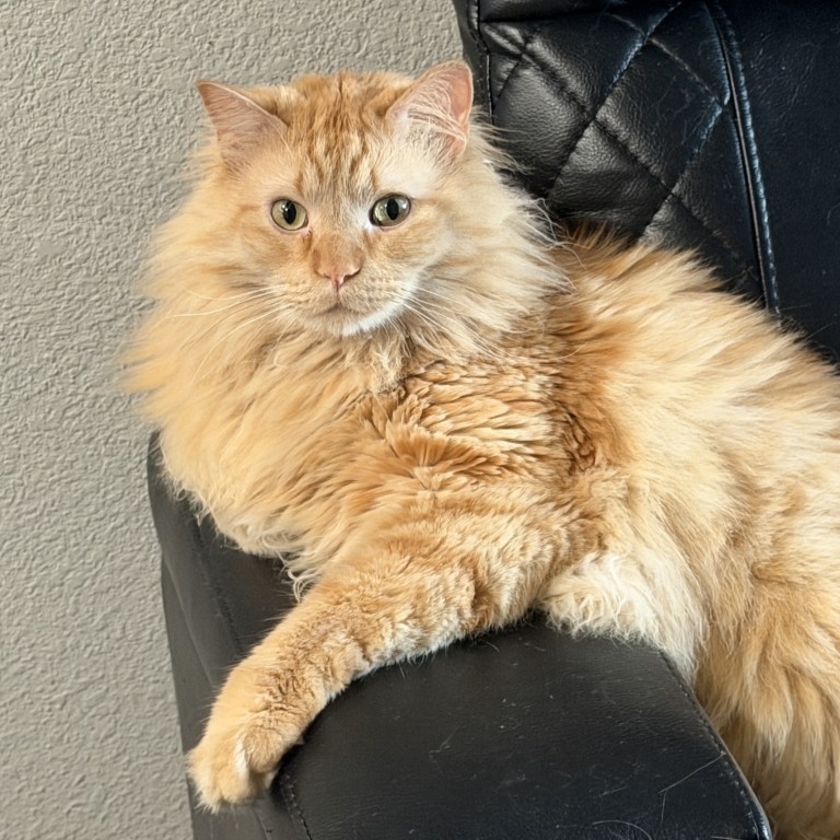 Remus Helios Kotik Pemberton, an orange cat and the company namesake